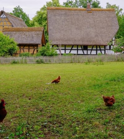 chicken-hens-grass-open-air-museum-village-kommern-eifel-area-germany_181624-30500
