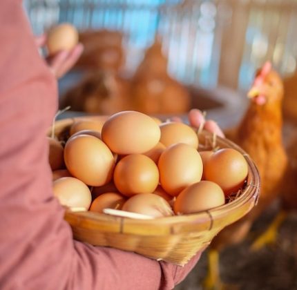 close-up-hand-holding-basket-eggs_1048944-3652498